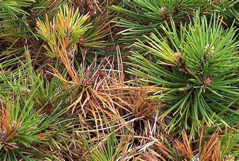 Pinus Krankheiten
